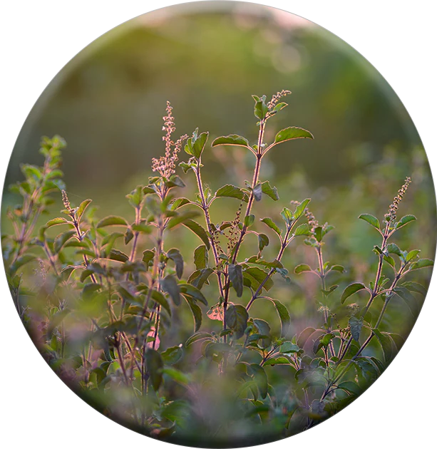 613x630 Tulsi Farm Image